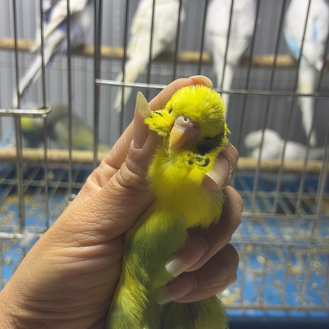 虎皮鹦鹉大头四只加钱