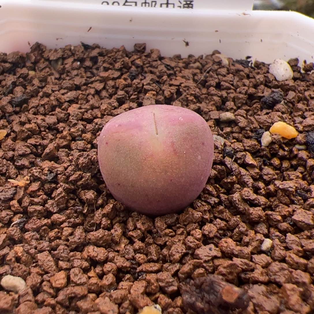 117号毛杂将2.14多肉