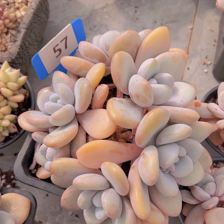 健健康康平平安安