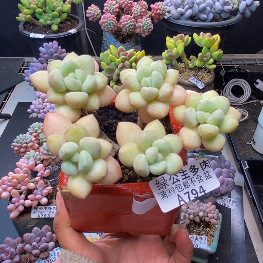 794泡泡糖多肉8c m