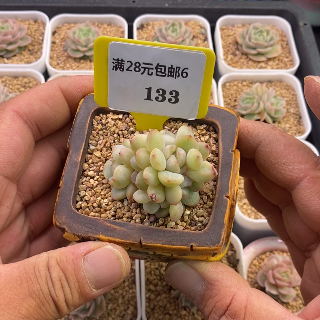 6133红恋朵朵5头福利