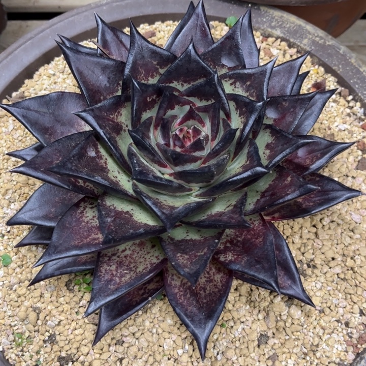 巨黑青皮母本111111111