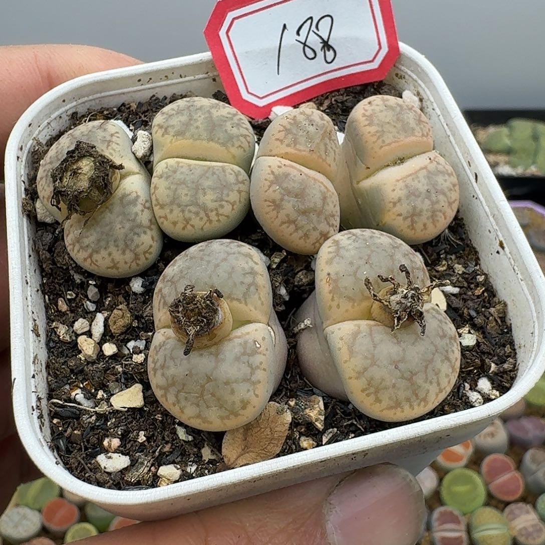 188多肉哈哈哈哈哈哈哈哈