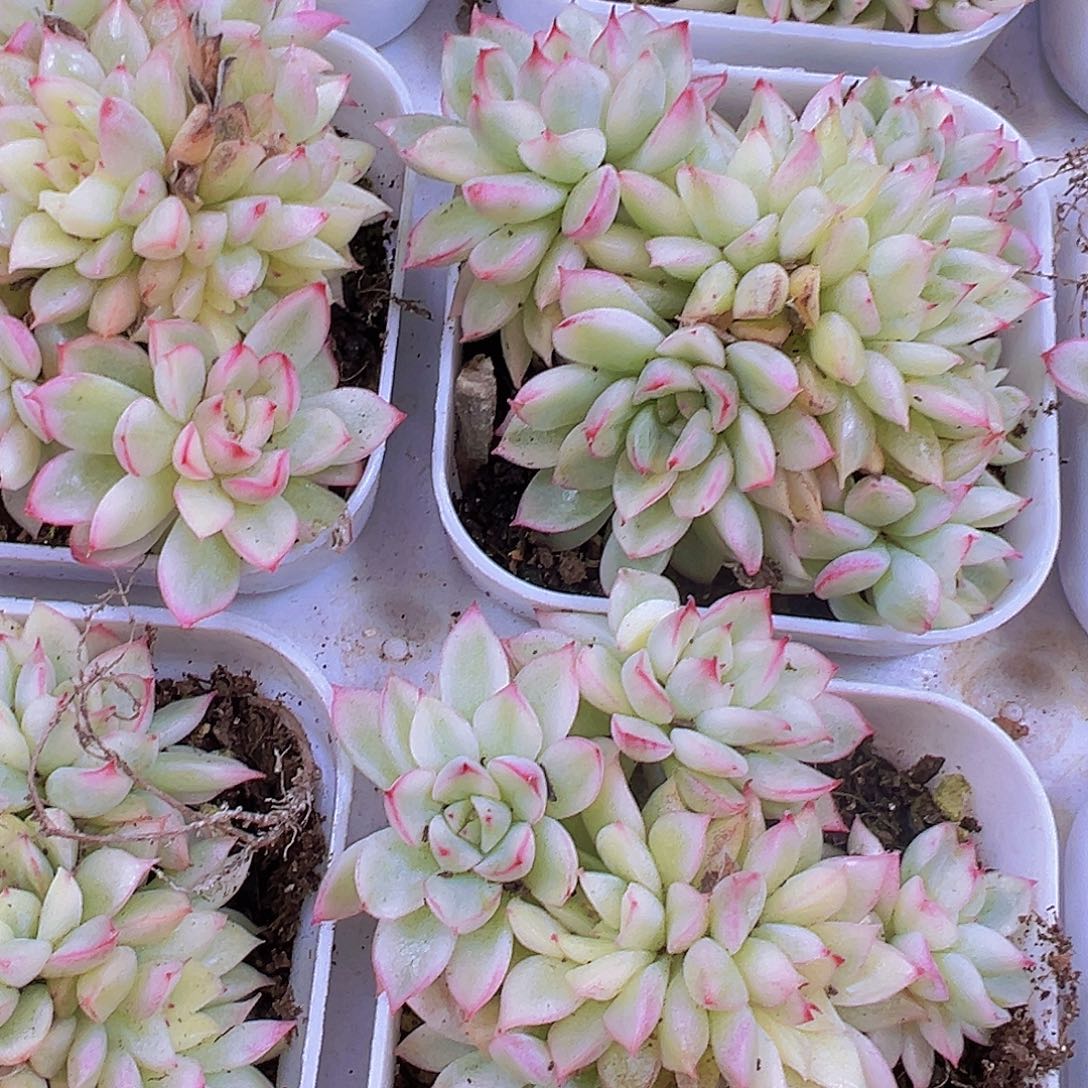 女雏锦群19包邮多肉