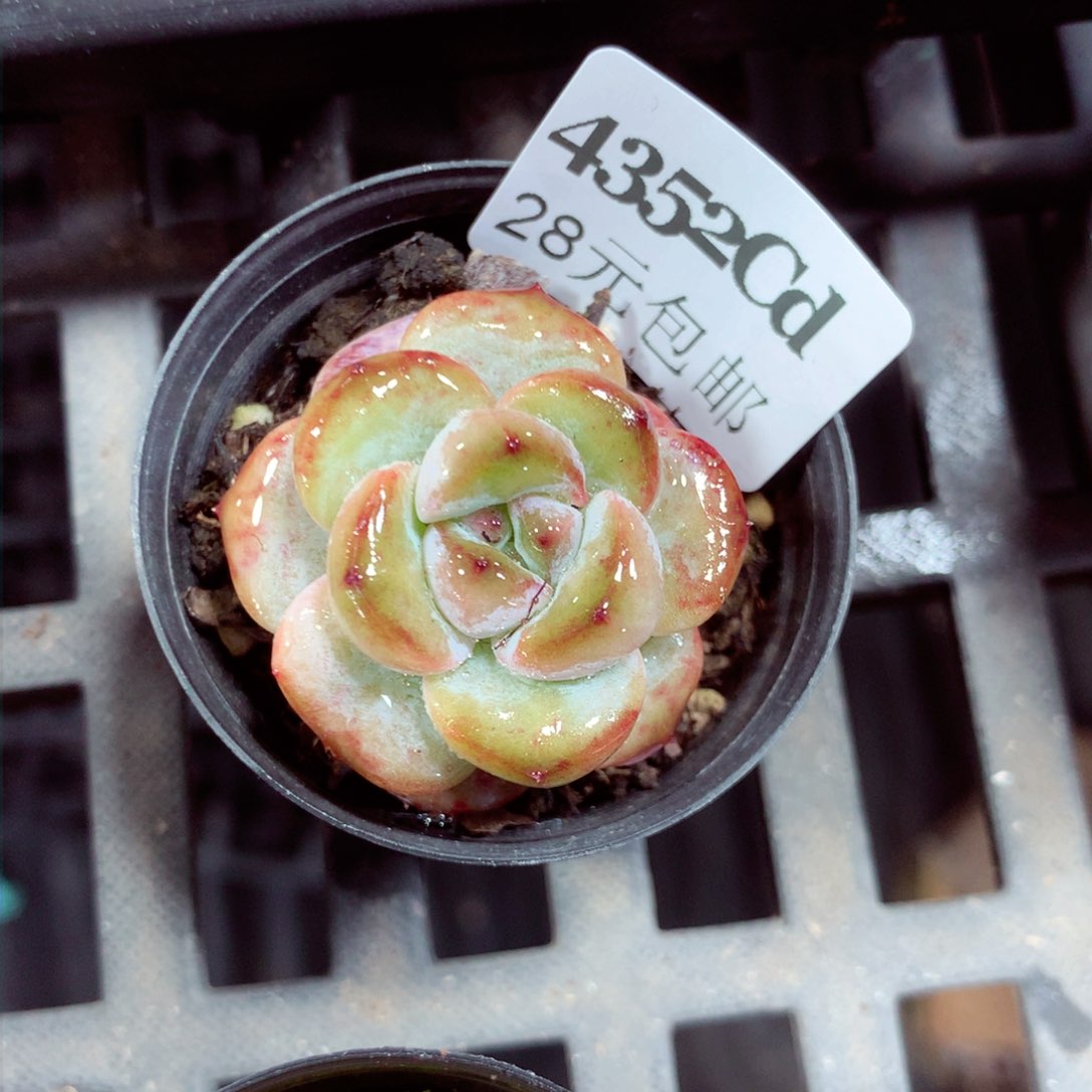 5厘米盆精控多肉4352