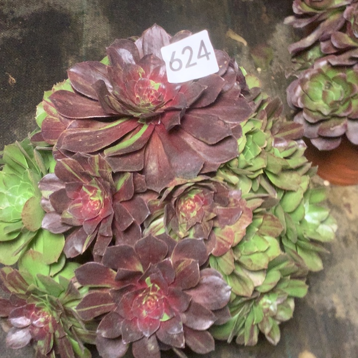 U***2624花月夜多肉植物