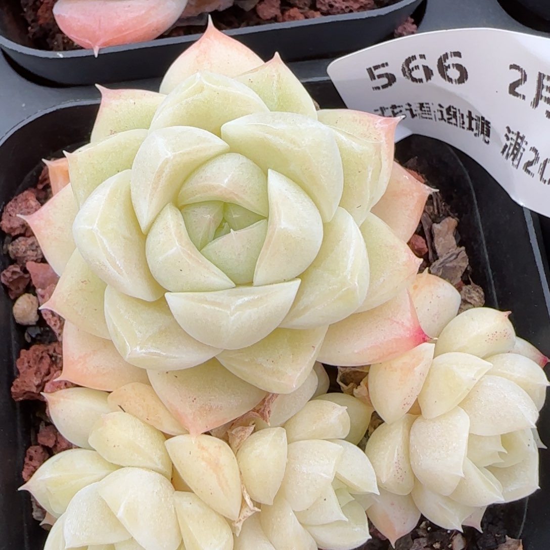 花语逸镜0214-566