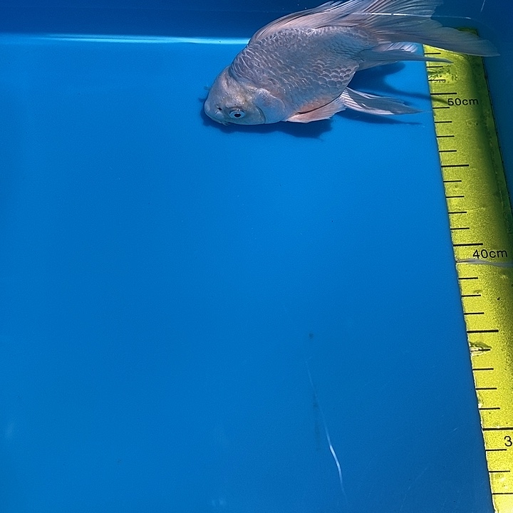 锦鲤纯种血统锦鲤观赏鱼