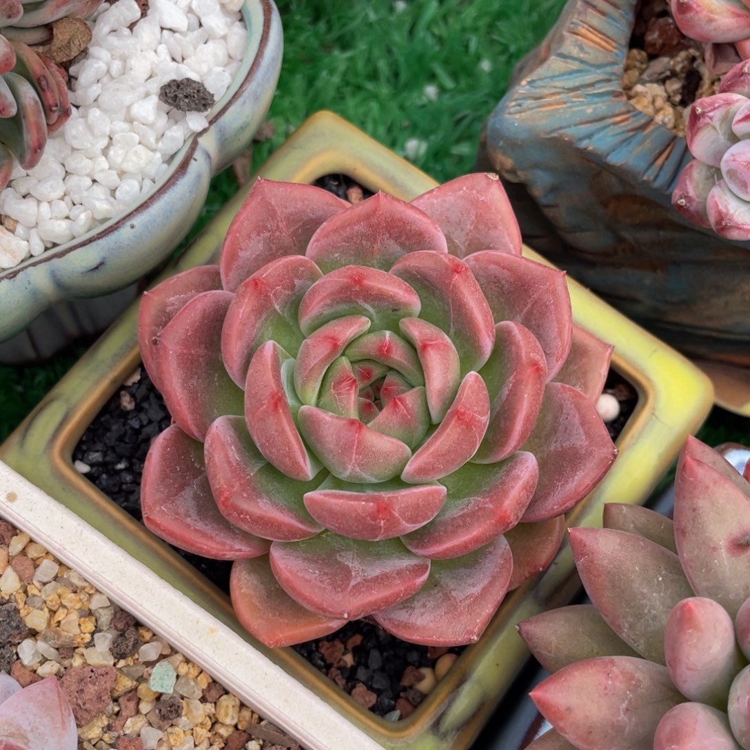 多肉植物盆栽多肉