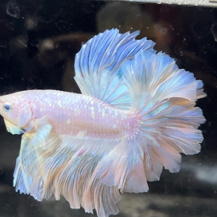 斗鱼19号粉色阿凡达星河鳞片