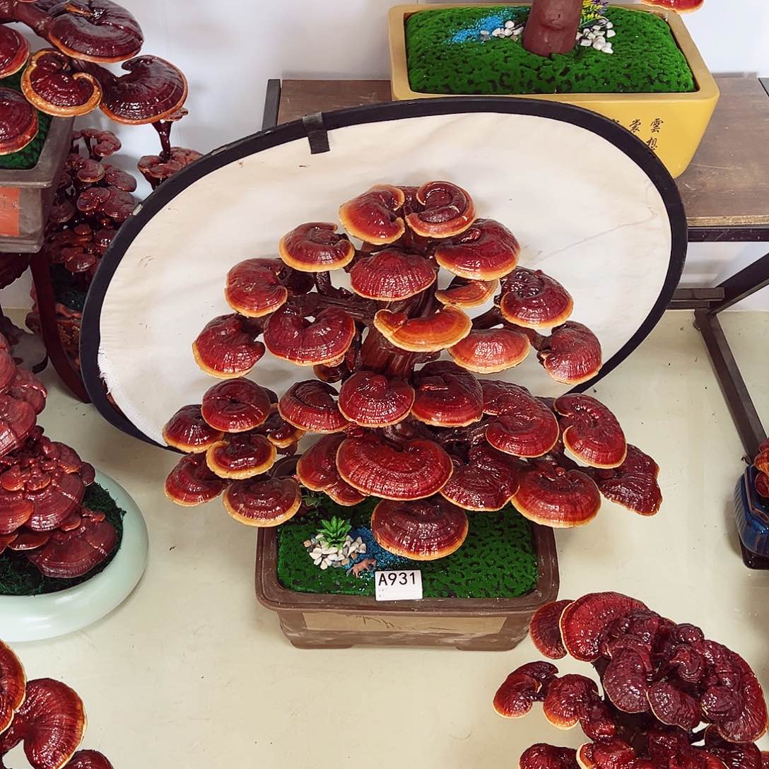 【闪购商品】全部花朵