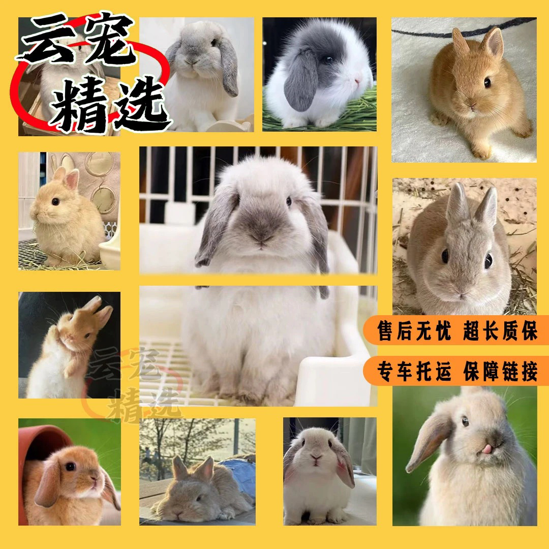 宠物活体专属链接