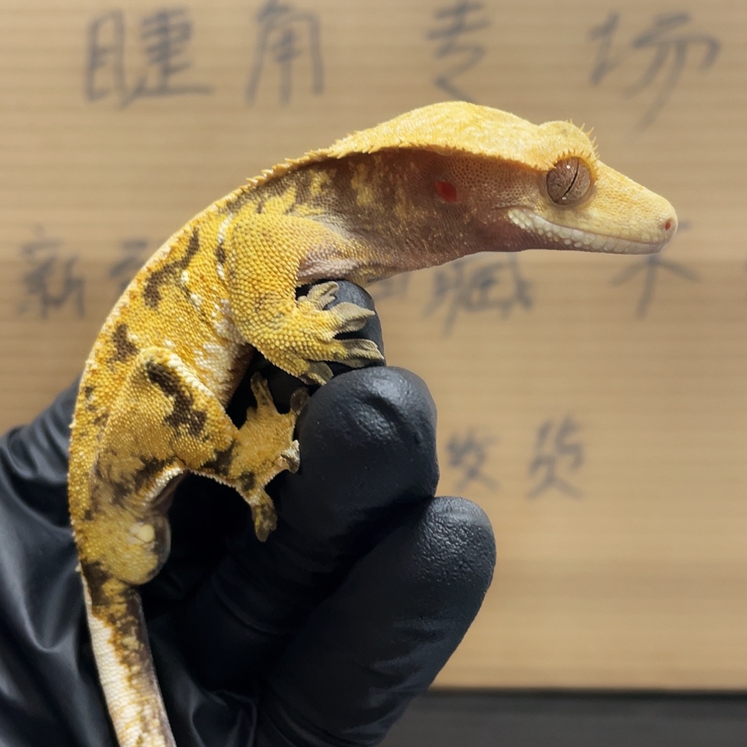 睫角守宫2025122（32）全品