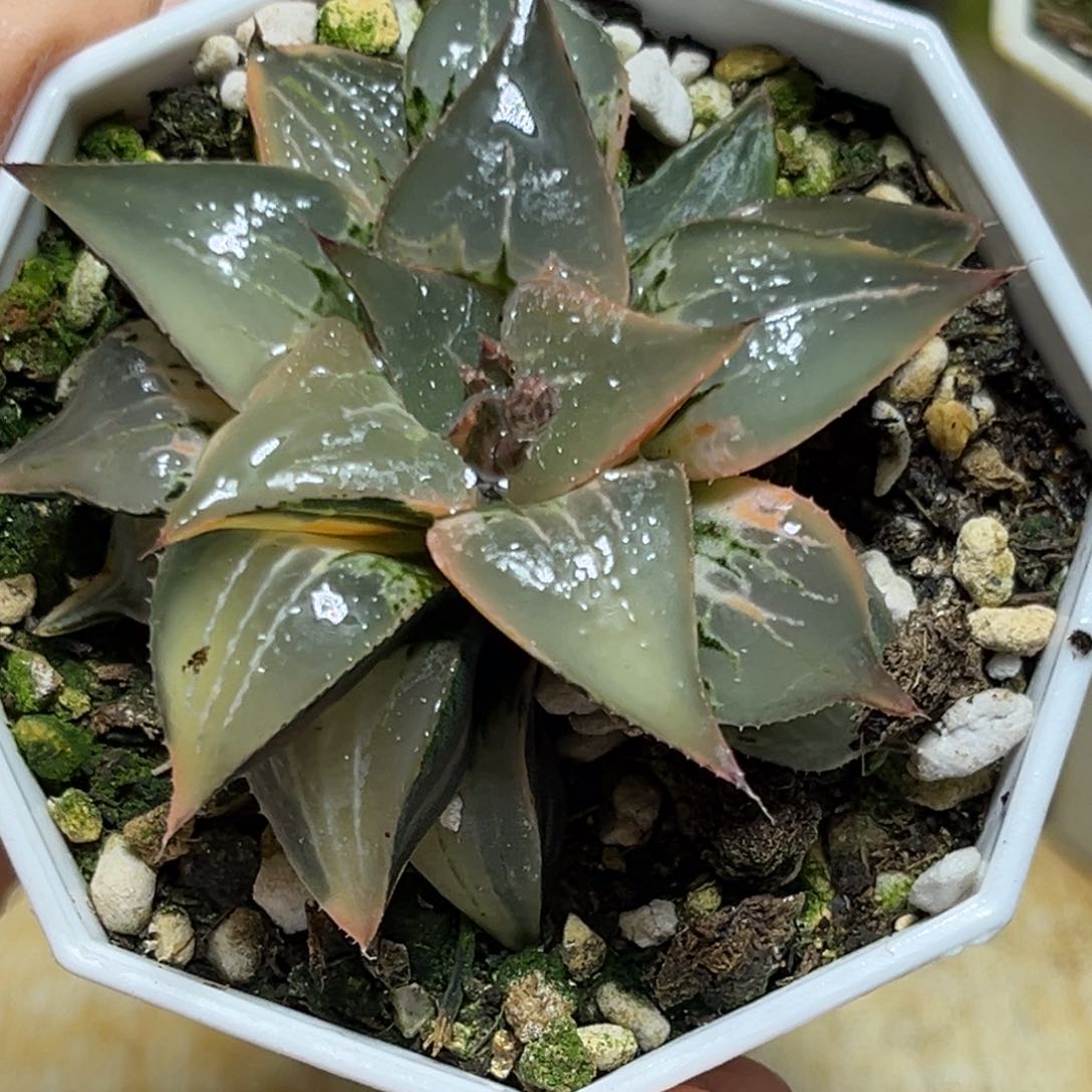 恭喜发财大吉大利0144酒吞