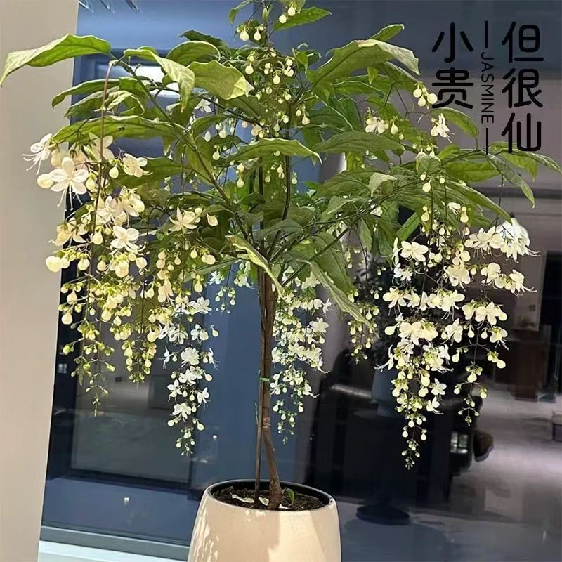 泰国版垂丝茉莉老桩粗杆白玉蝴蝶带花剑室内盆栽易养护种植盆发货