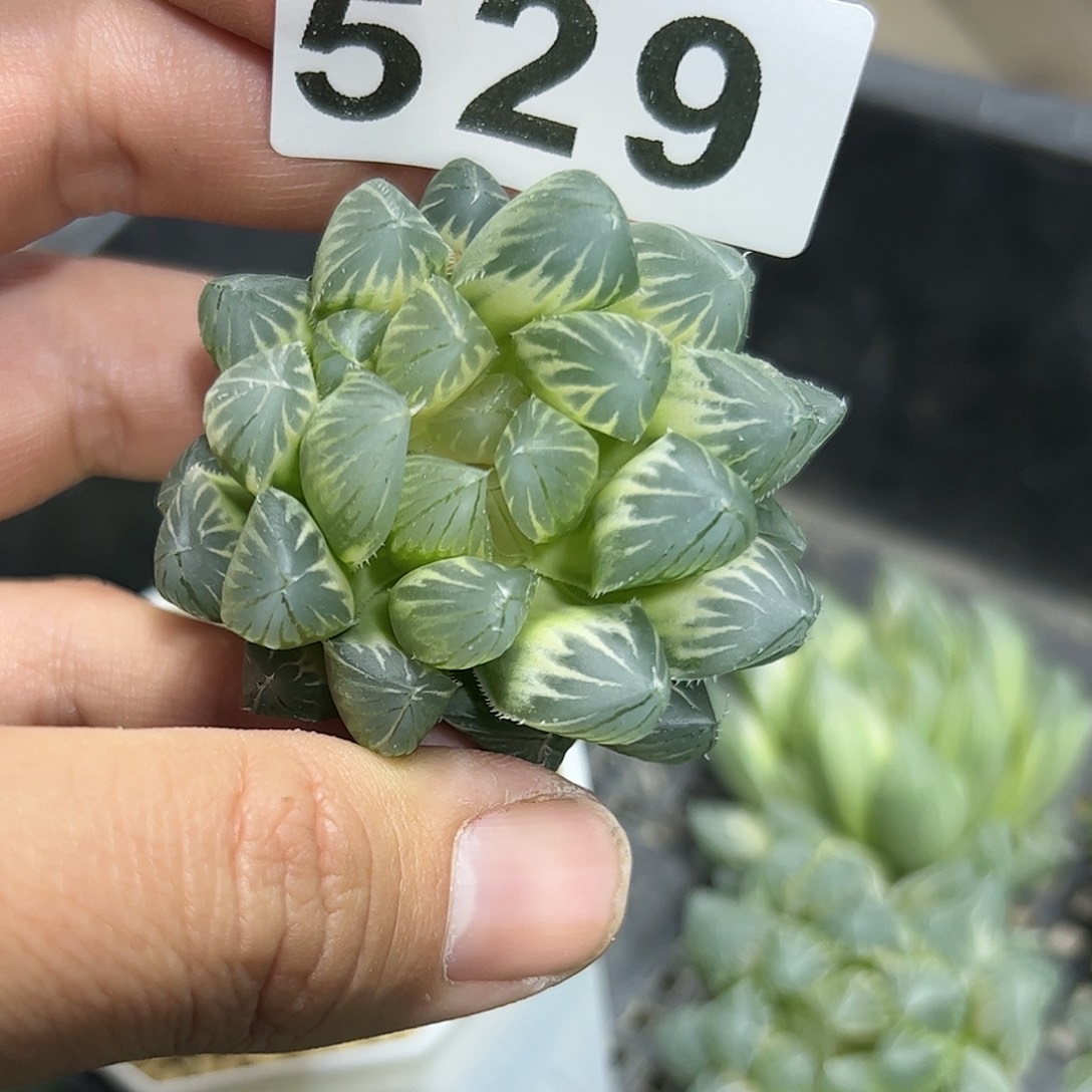 糊斑霓虹灯锦十二卷多肉