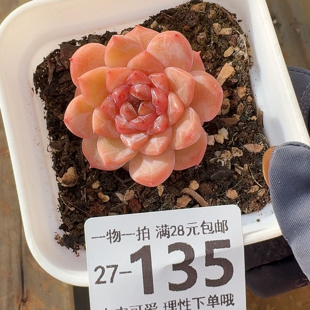 冰魄无盆土发货无