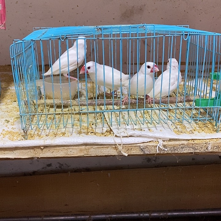 文鸟佛****缘特价白文2对，包活到家