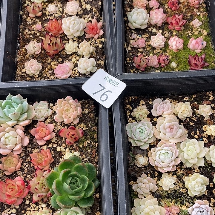 76 多肉植物盆栽花卉
