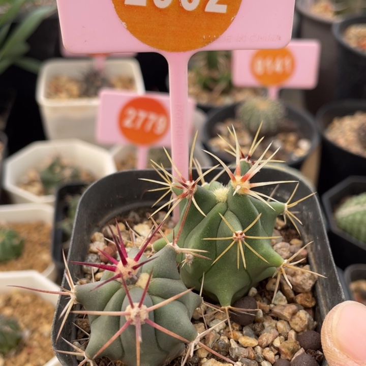 实生仙人球一盒29020000