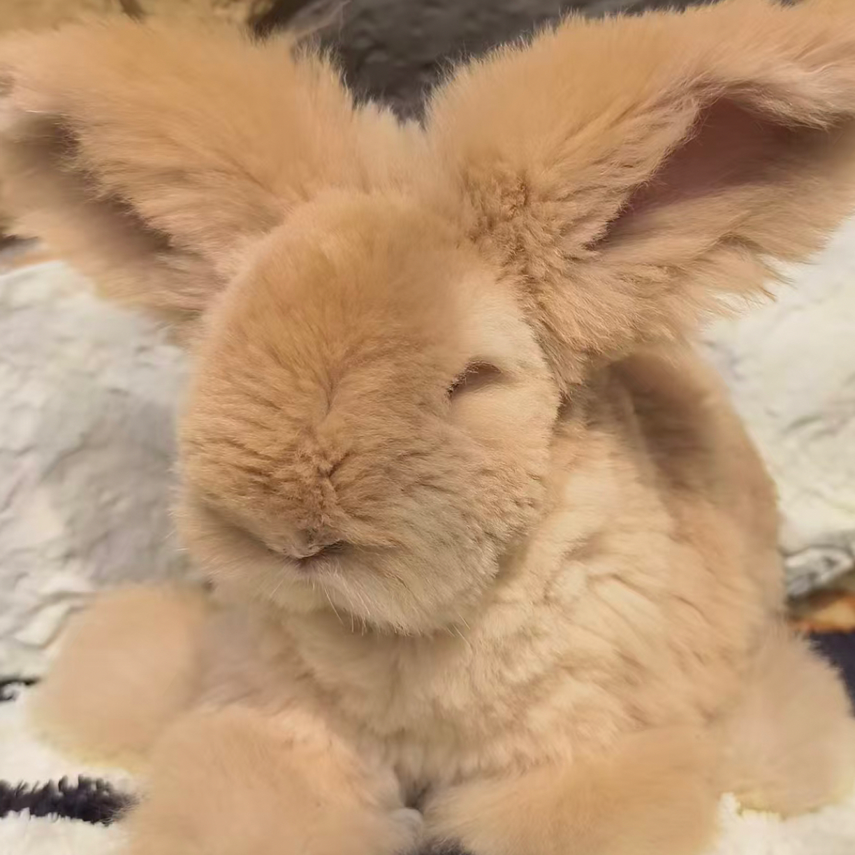 德系安哥拉兔晴天