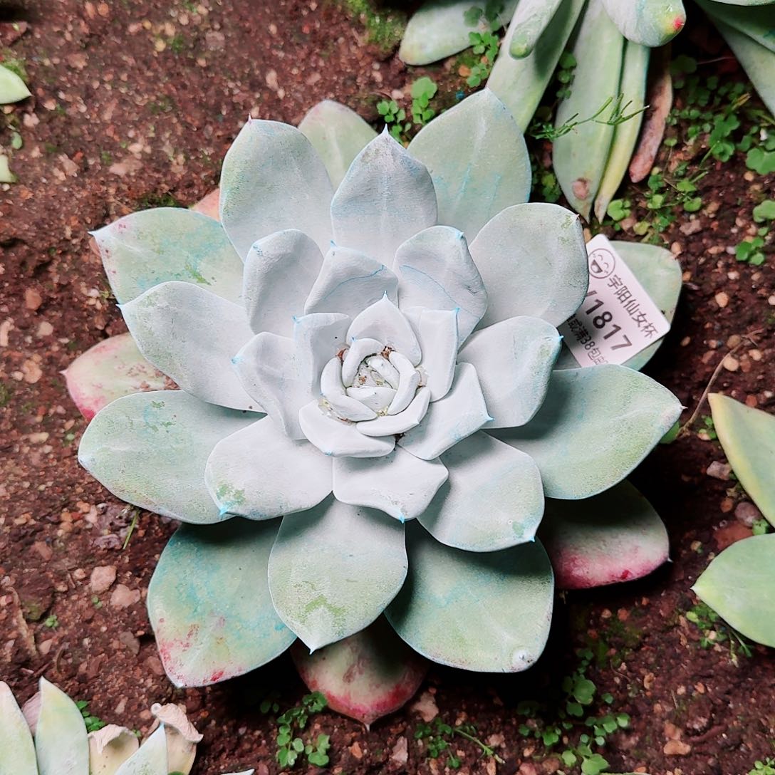 乖***呀1817苹果叶杂交多肉寄养