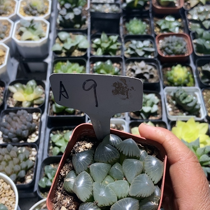 【闪购商品】9糯米