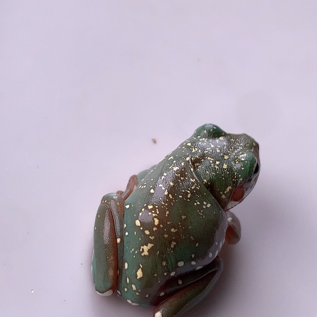 老爷树蛙7号超个性大点金箔