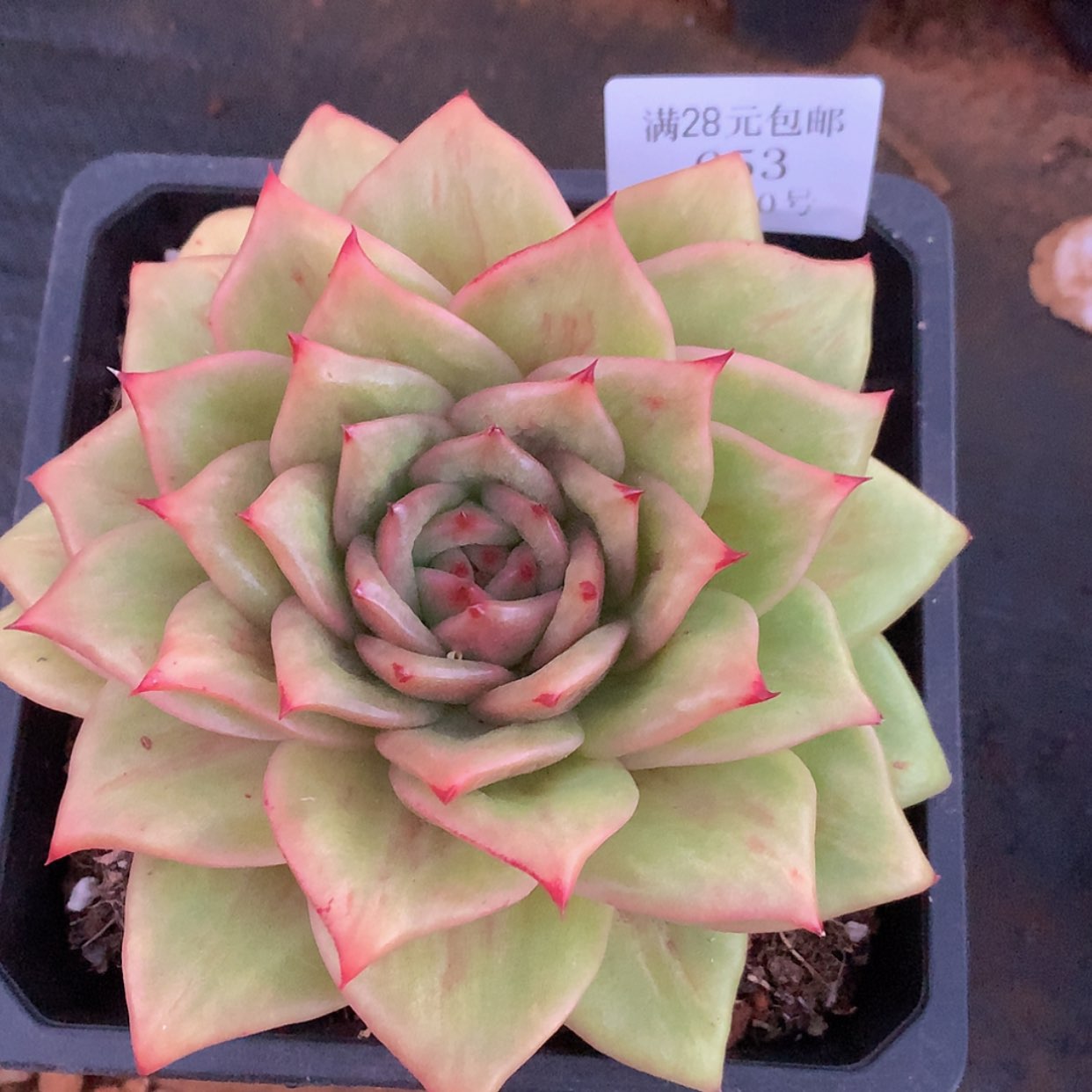 【闪购商品】云653号14公分