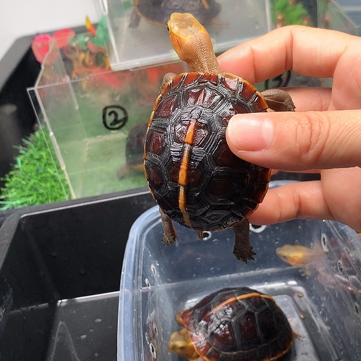 马来西亚闭壳龟母尾巴小磨损带双联头纹