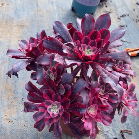 美杜莎多肉植物034