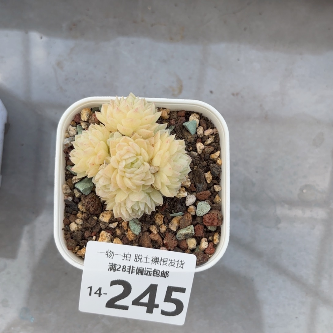 若雪多肉多肉多肉