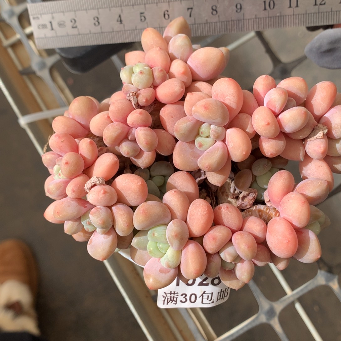 1028。老桩淡粉洛神小树桩。