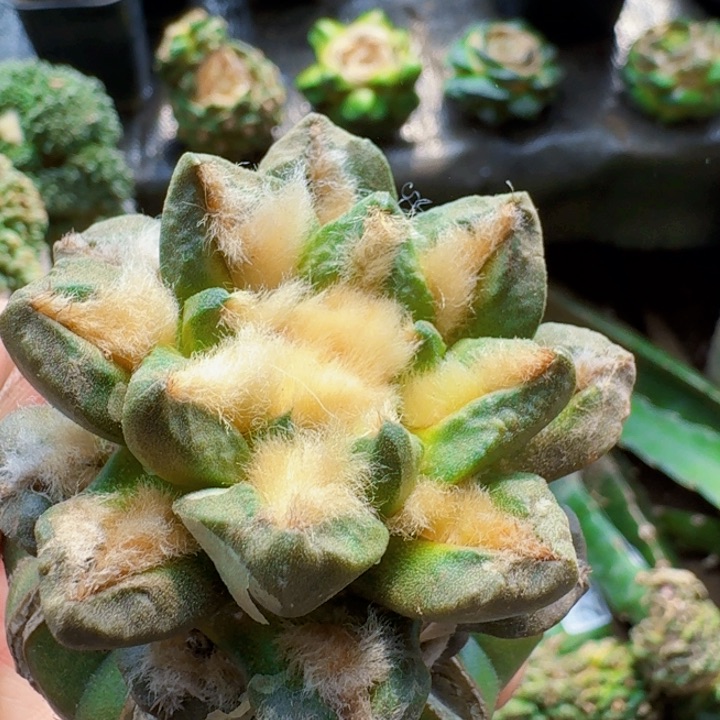 378龟甲龙角牡丹