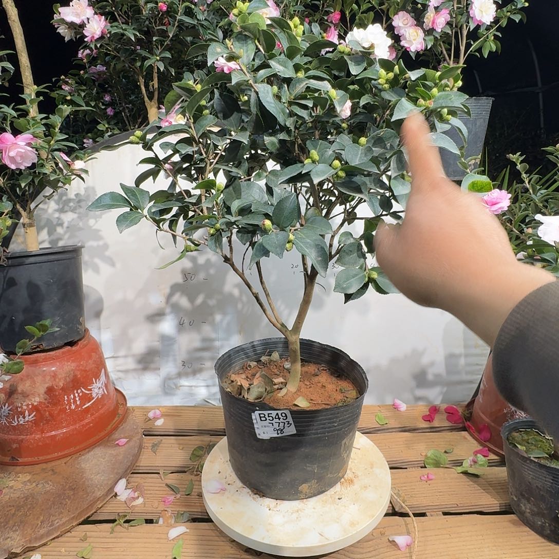 无花朵7773埃米莉98茶梅