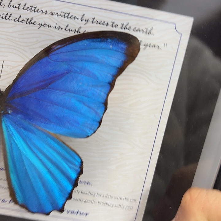 b***r蝴蝶标本定制版251