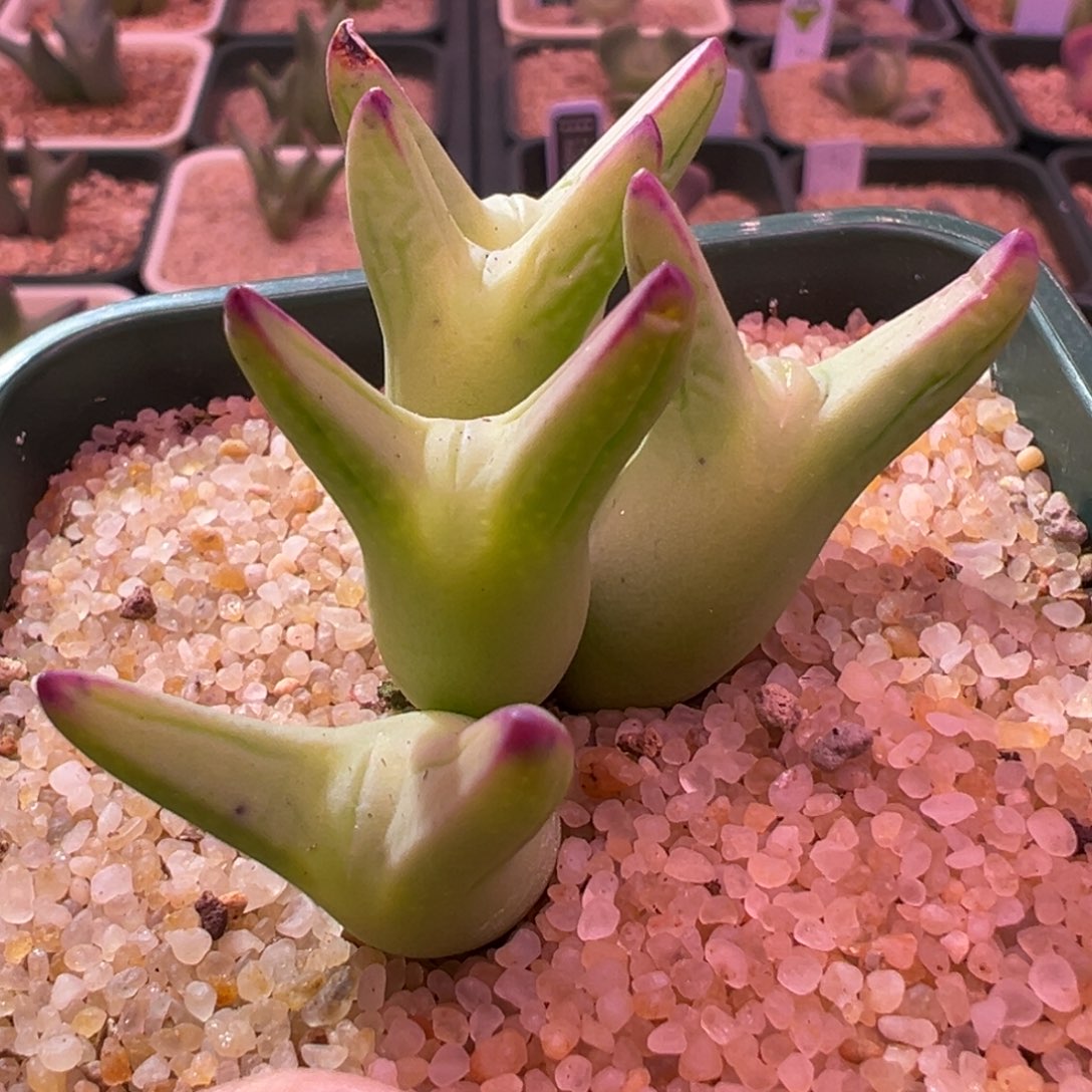 318。0136尖耳皮卡丘。5头群