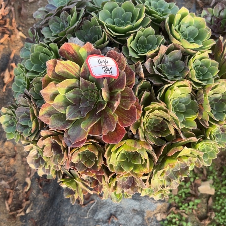 花月夜多肉歪不包损5