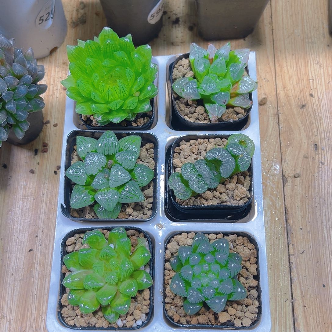 套餐玉露多肉多肉6颗