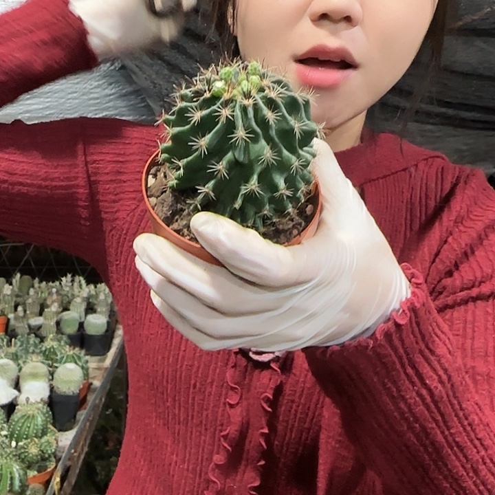 绿花龙王11111111111