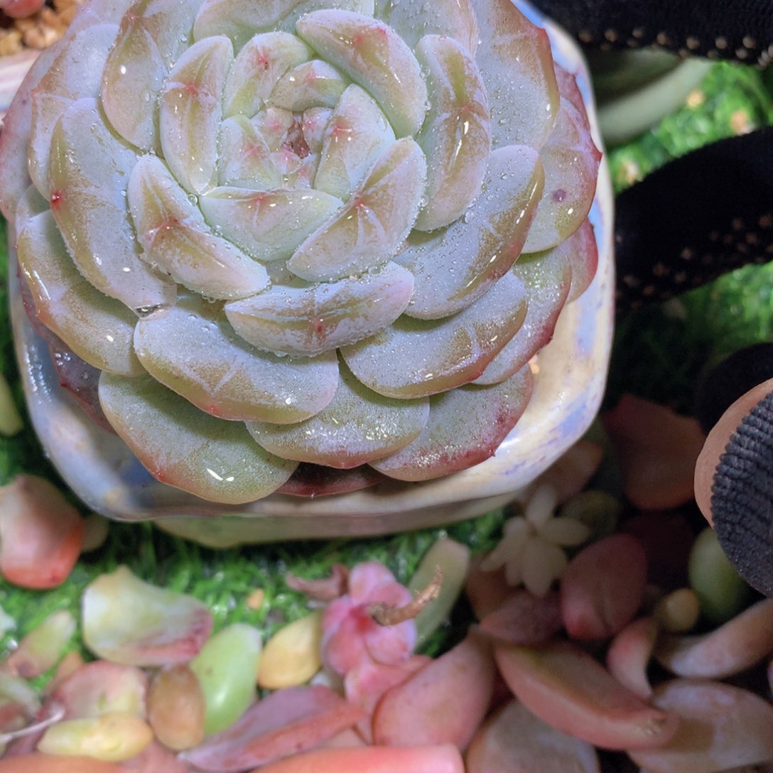 树*珍妮带盆一物一拍