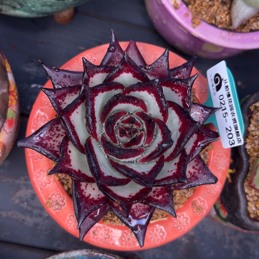 多肉一物一拍0215-203