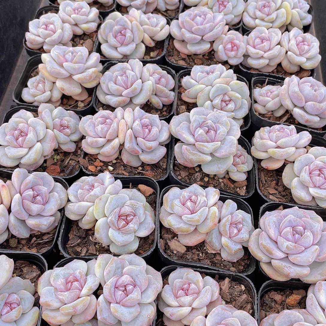 量拍105号 芋圆啵啵双头一个