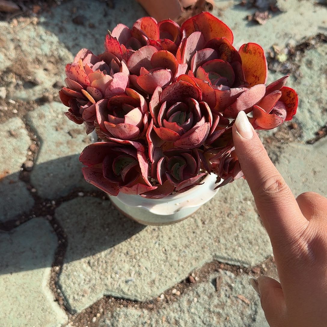 秀妍不带盆多肉植物精品