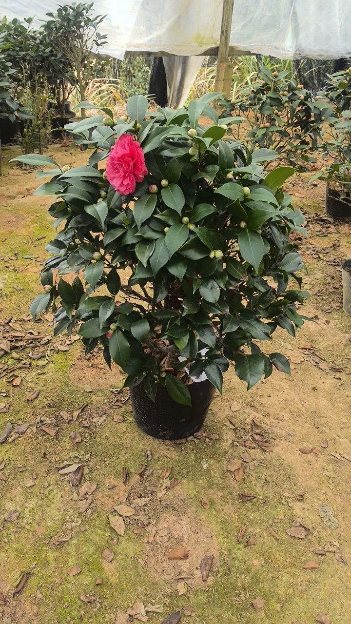 赤丹茶花多色品种茶花一物一拍