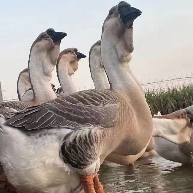 【3两左右】纯种大种鲜美狮头鹅肉 鹅肉 顺丰包邮