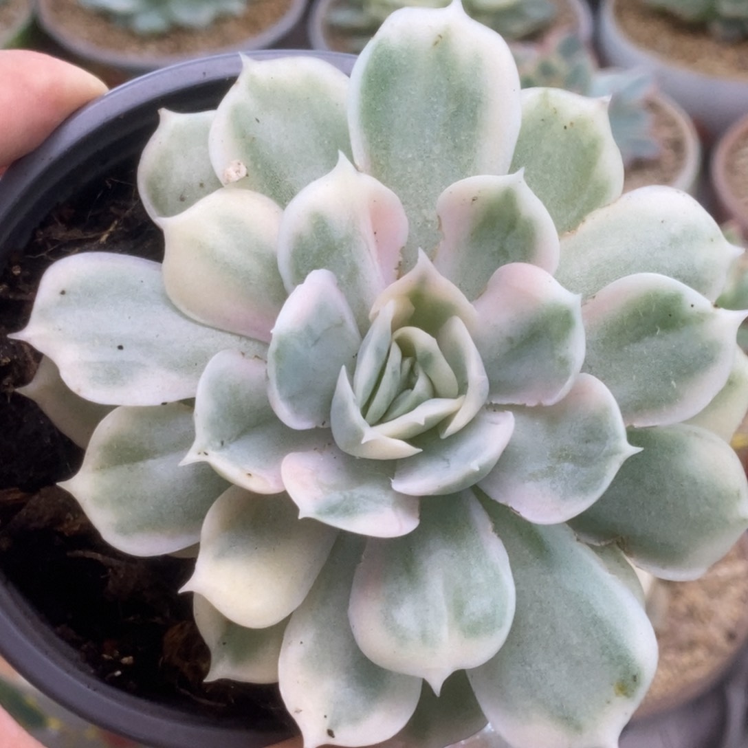 053昂丝诺锦锦锦锦锦锦锦