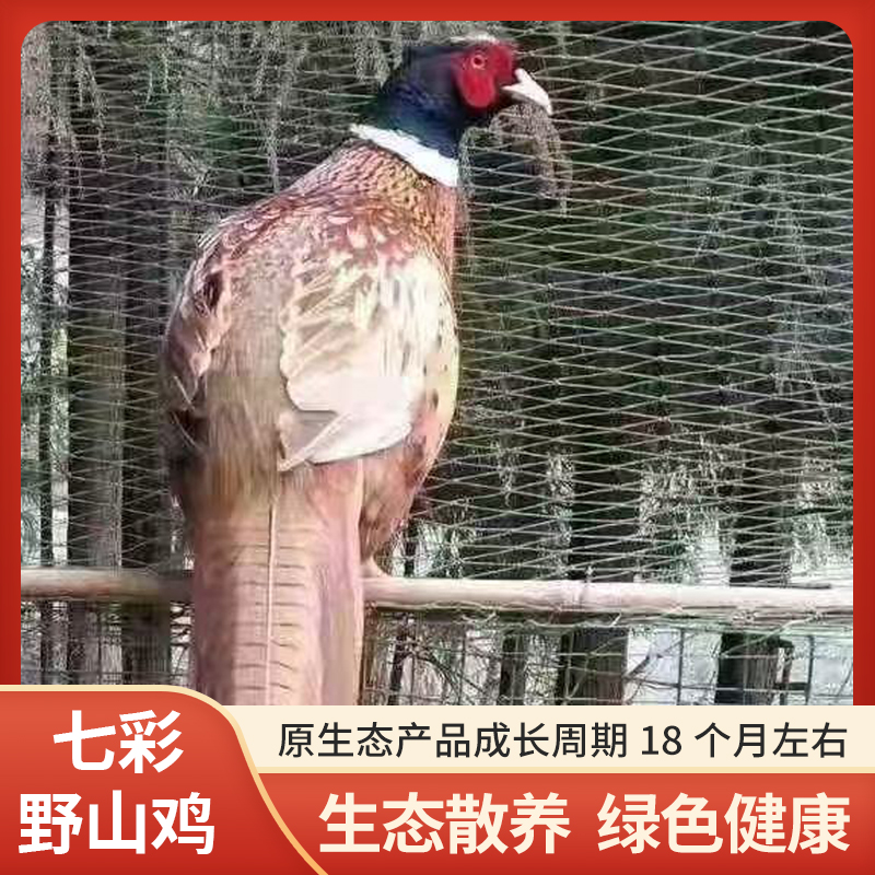 贵州农家散养野山鸡七彩野山鸡肉煲汤辣炒营养土鸡现杀真空包装
