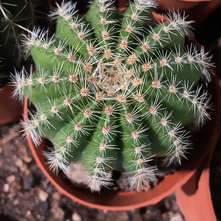 92号实生彩草带盆土