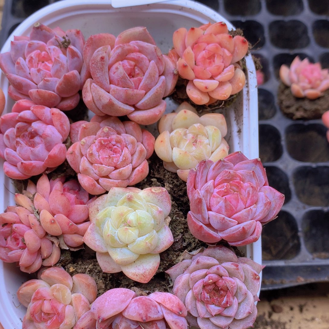 我要去看你了啊038